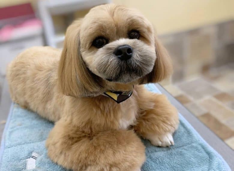 a light brown Lhasa Apso laying on the grooming table