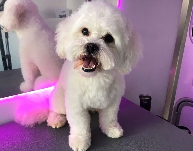 a clean white La Chon happily sitting on a grooming table 