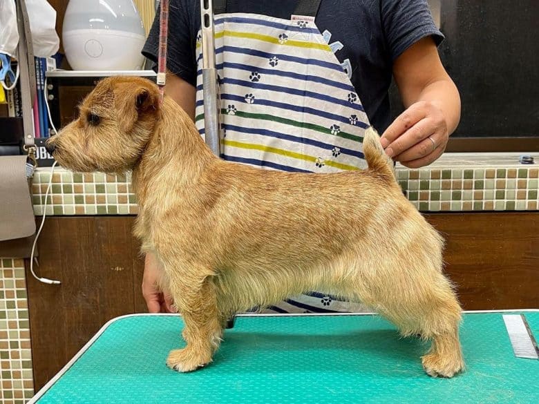 a Norfolk Terrier standing on the grooming table