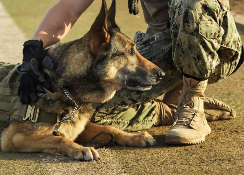 a GSD with his handler doing training
