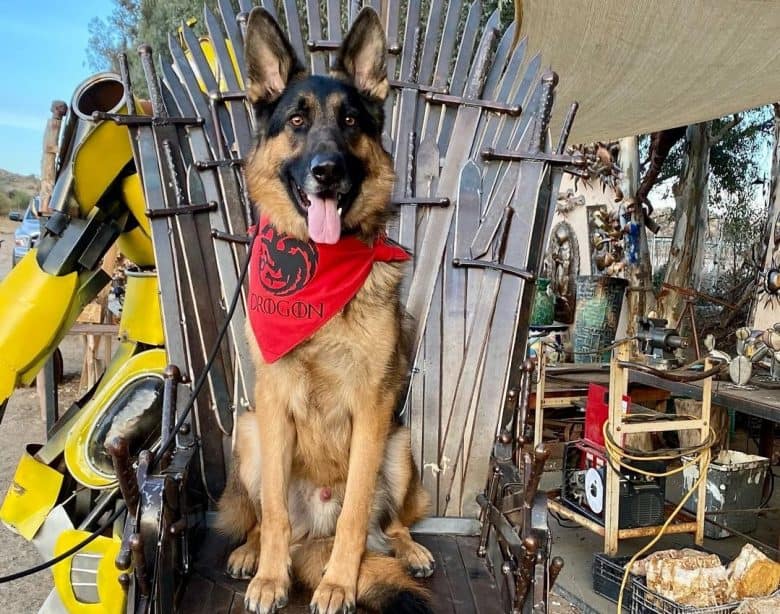 a GSD wearing a red scarf while sitting on a throne