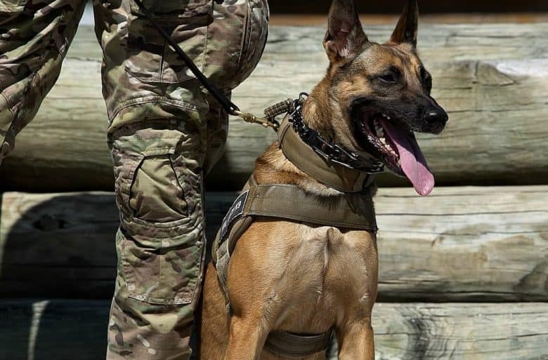 a GSD marine sitting while wearing a harness