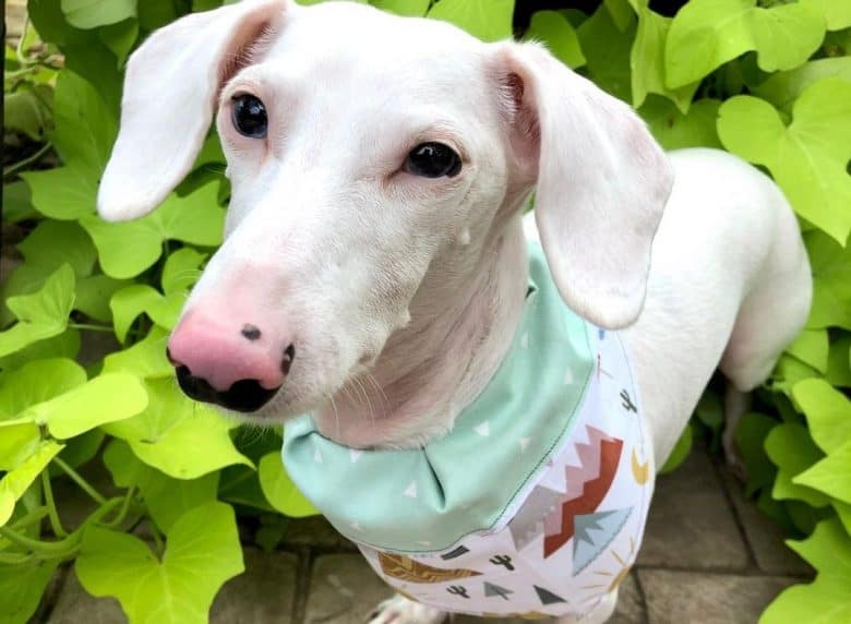 an Albino Dachshund wearing an adorable scarf while standing in the middle of a garden