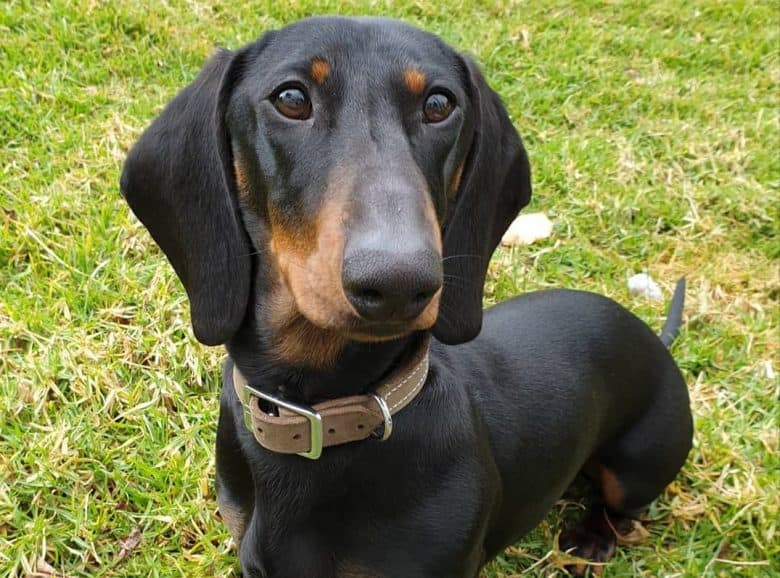 a standard Dachshund wearing a leather collar