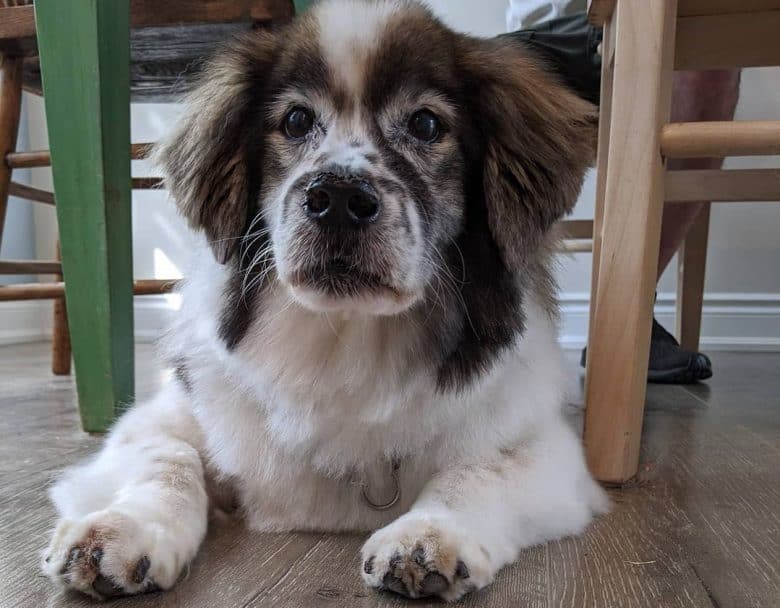 a Golden Apso under the table while laying on wooden floor