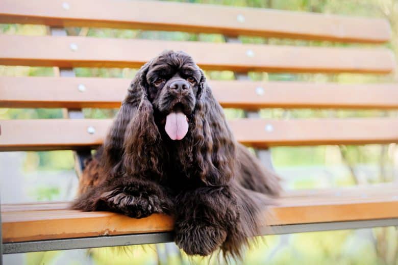 A chocolate brown American Cocker Spaniel with tongue out