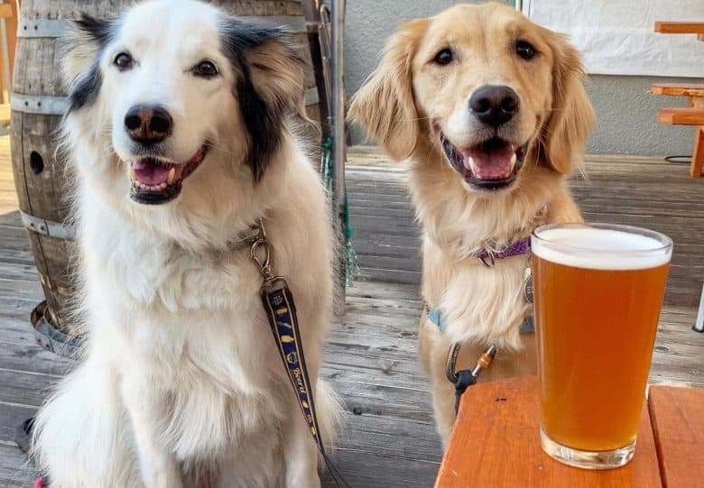 a Collie mix and Retriever sitting happily while enjoying a day out