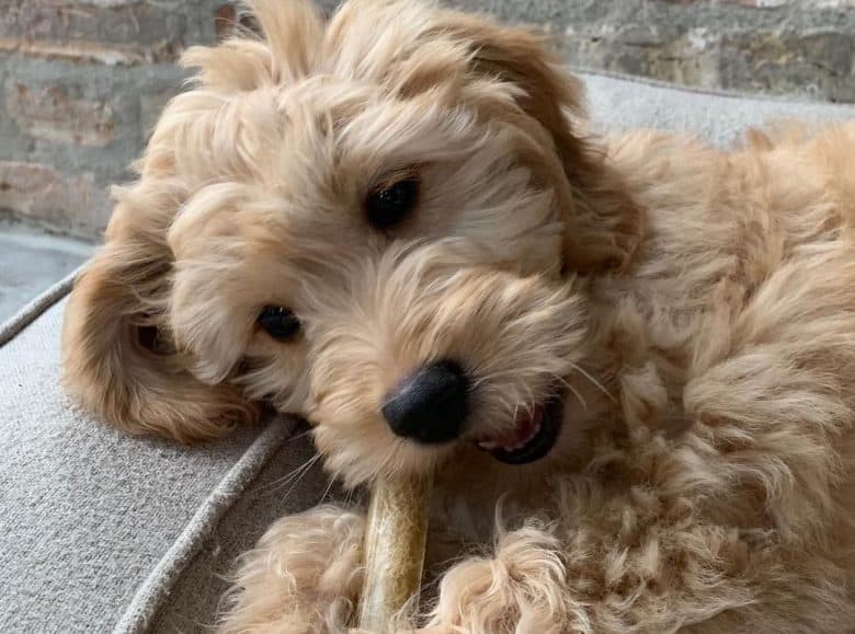 a light brown Goldendoodle puppy enjoying her treat