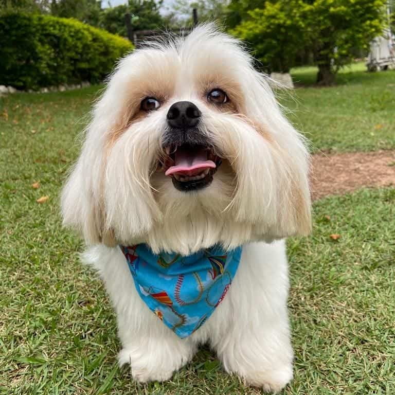 A grinning Lhasa Apso outside
