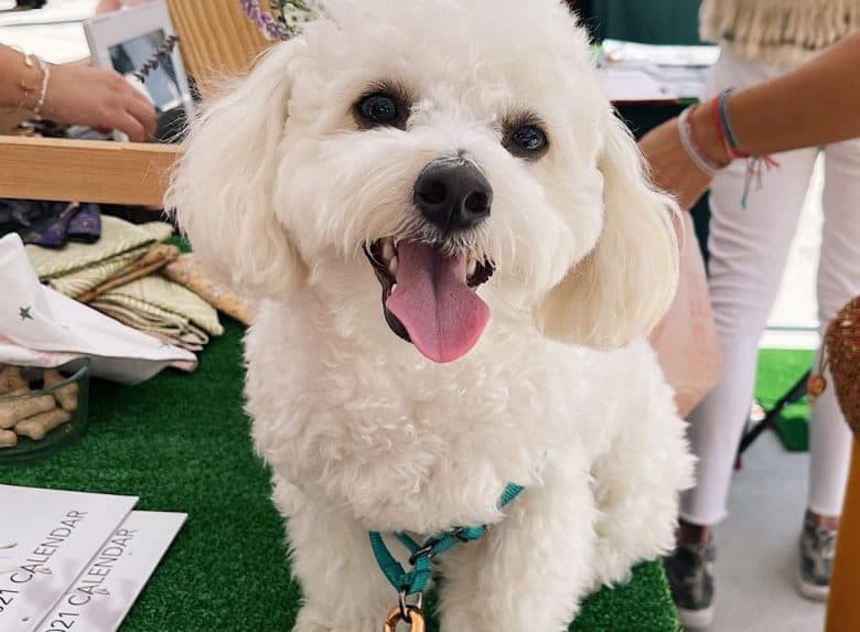 a Maltese Poodle smiling while sitting
