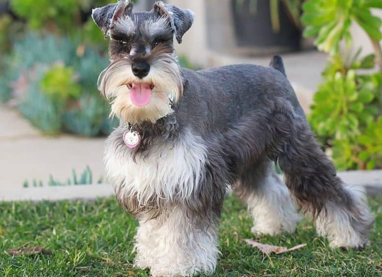a Miniature Schnauzer standing with tongue out