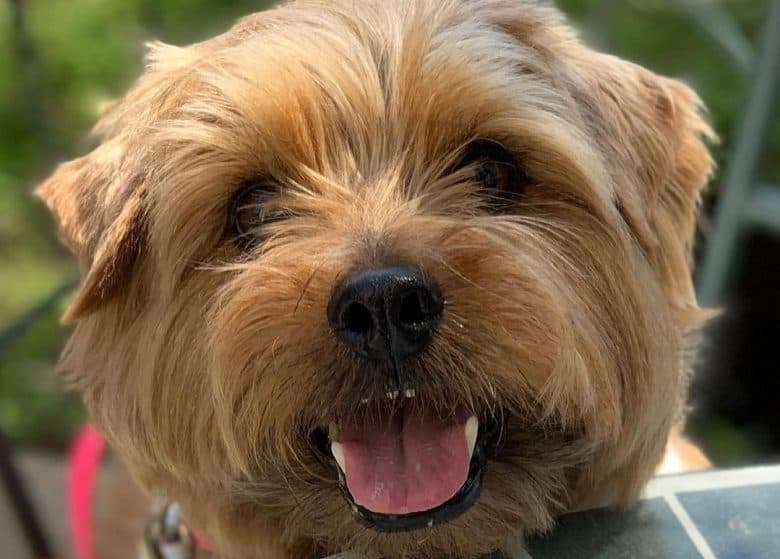 a close-up image of a Norfolk Terrier