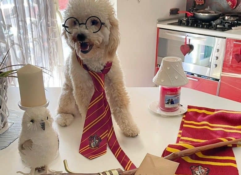 a Poodle wearing a Gryffindor tie