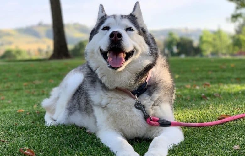 a Siberian Husky laying on the grass smiling