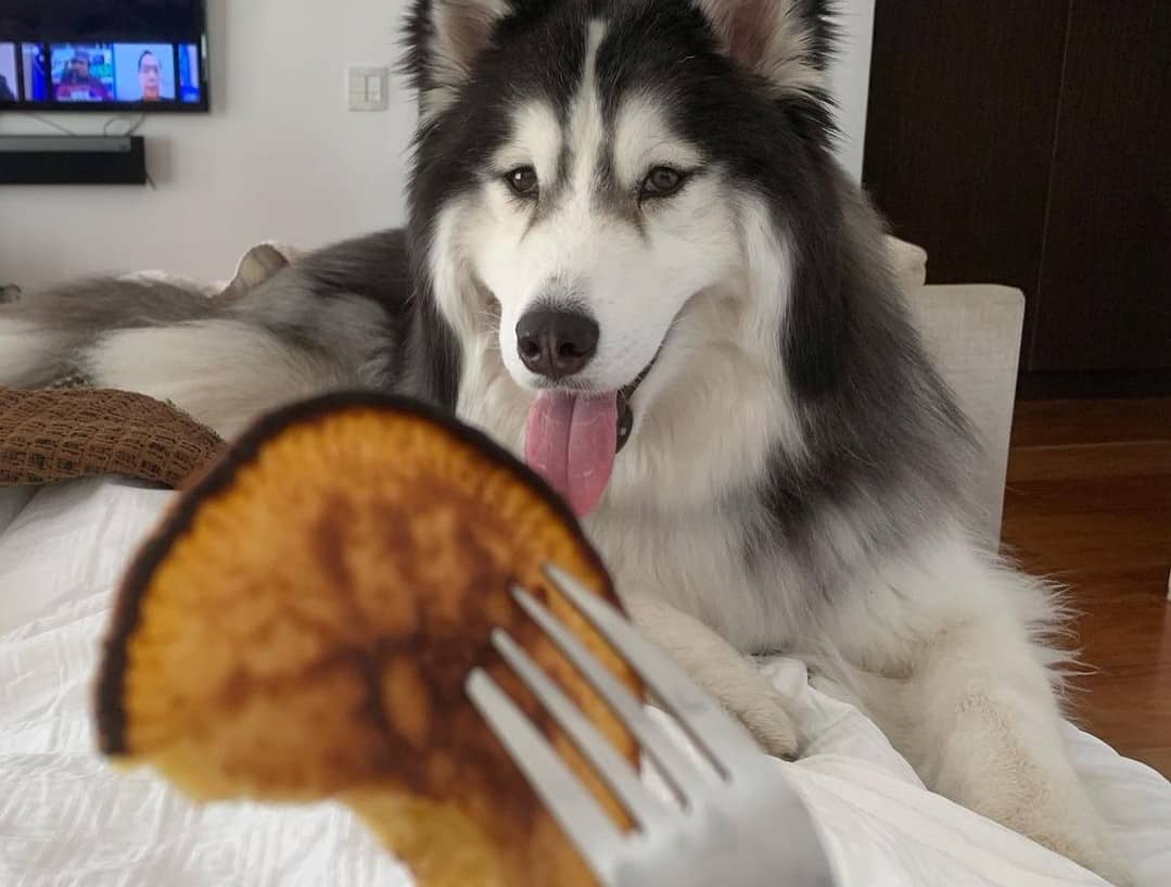 12 Best Dog Foods for Siberian Huskies 2023 (Premium & Budget) K9 