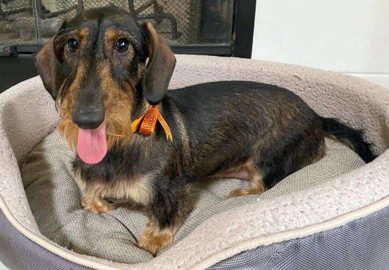 A Tan and Wild Boar Dachshund laying on the dog bed