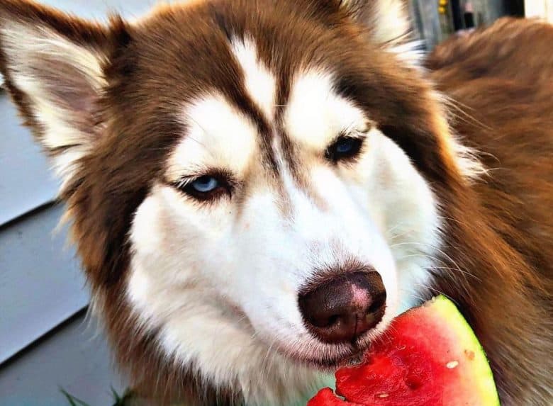 a Siberian Husky eating a juicy watermelon