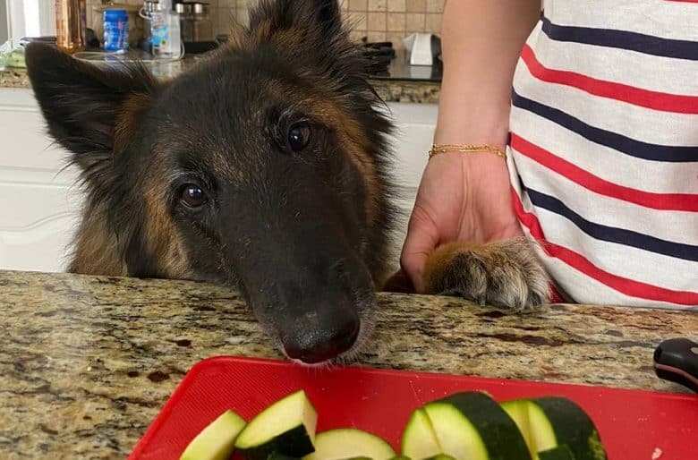 a Terv asking for a cucumber with paws up