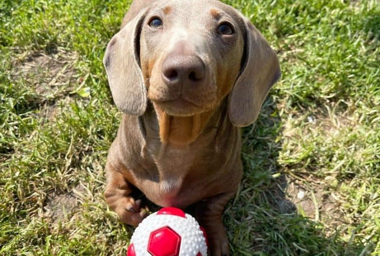 an Isabella and Tan Dachshund with a red and white ball