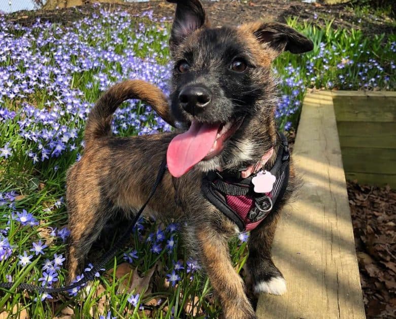 Jack Russell Terrier Westie mix dog playing on the wild flowers