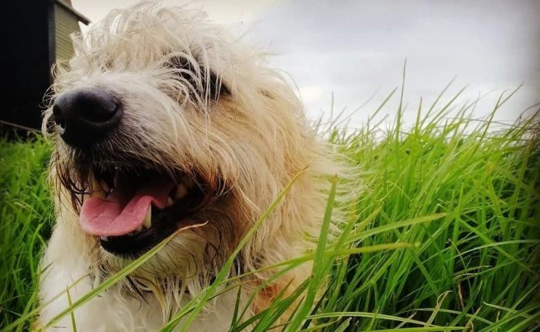 a close-up image of a Fo Chon laying on the grass