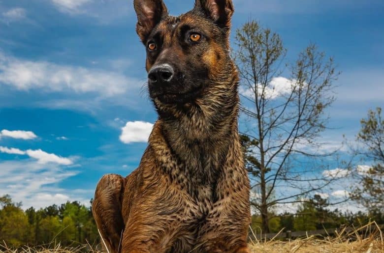 a military Belgian Malinois dog laying on hay