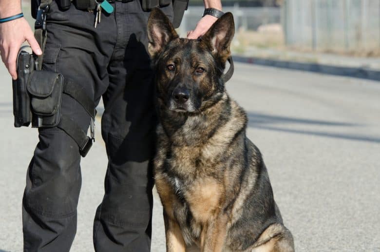 a German Shepherd sitting near a cop
