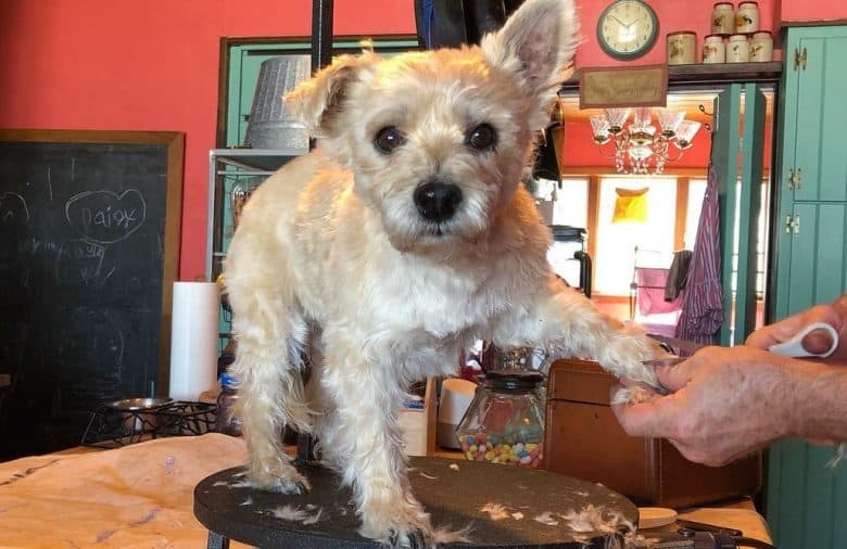 a Kashon standing in a grooming table