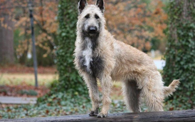 a Laekenois standing majestically on a wood trunk