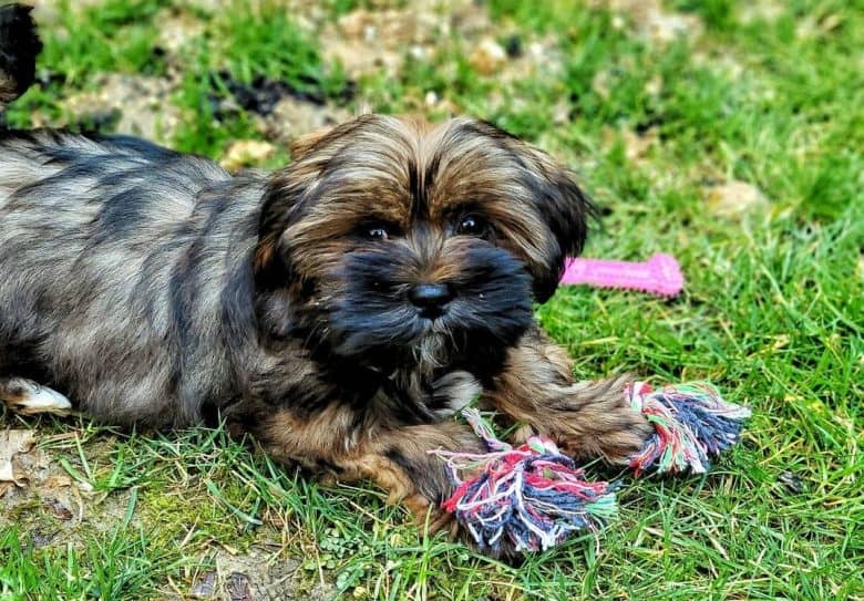 a Lhasa Apso puppy laying on grass