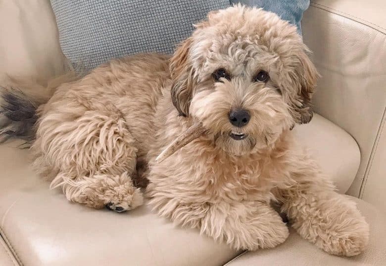 a Lhasa Poo mix comfortably lounging on a couch