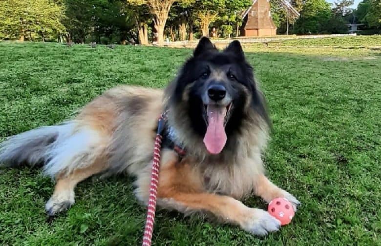 A Belgian Tervuren happily laying with her ball 