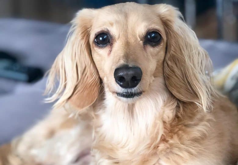 blonde sausage dog