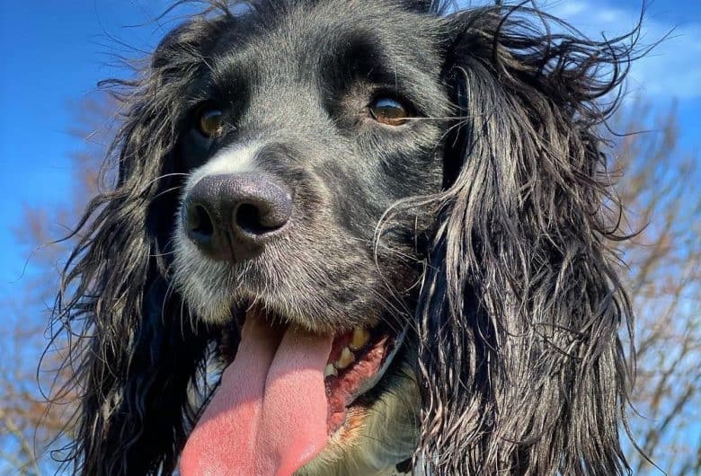 a close-up image of a long-haired Sprocker with wind blowing its fur