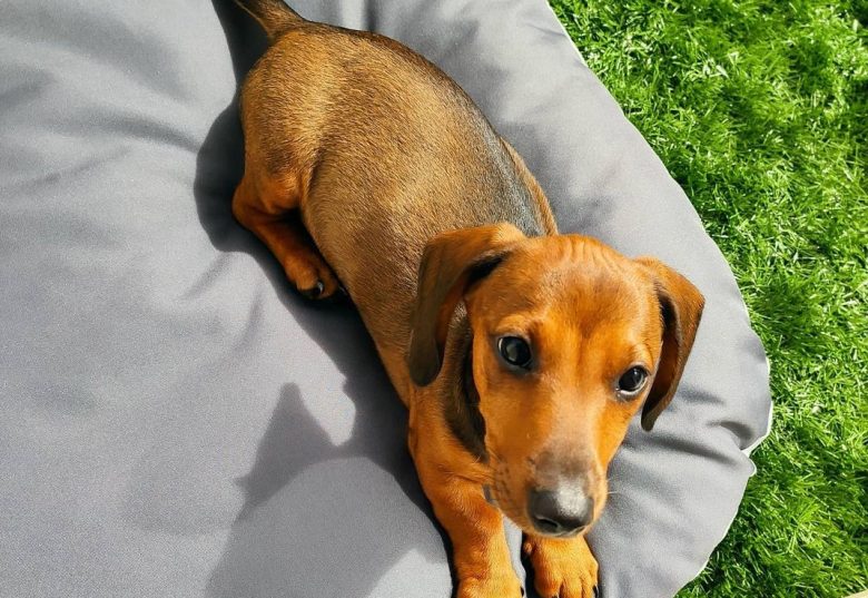 a Dachshund puppy enjoying outdoors