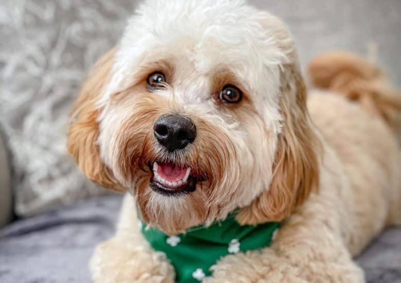an adorable Cavachon wearing a green scarf smiling