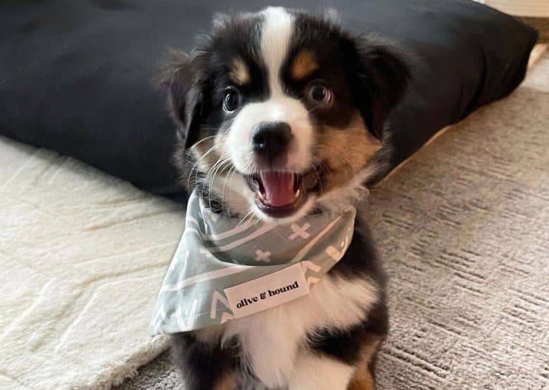 Lovely Australian Shepherd puppy wearing a scarf