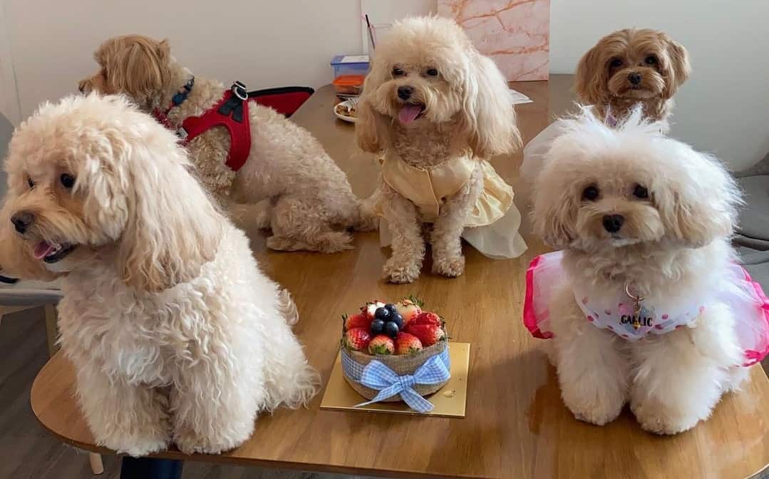 12 Best Dog Foods for Maltipoos 2023 (Premium & Budget) K9 