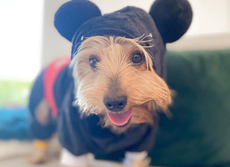 a Yorkshire Terrier wearing Mickey Mouse costume