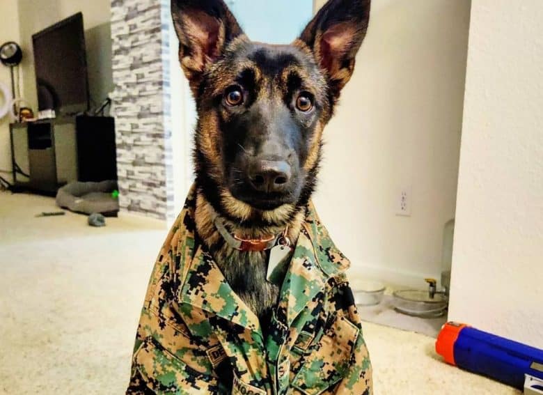 a Belgian Malinois puppy sitting while wearing a military uniform