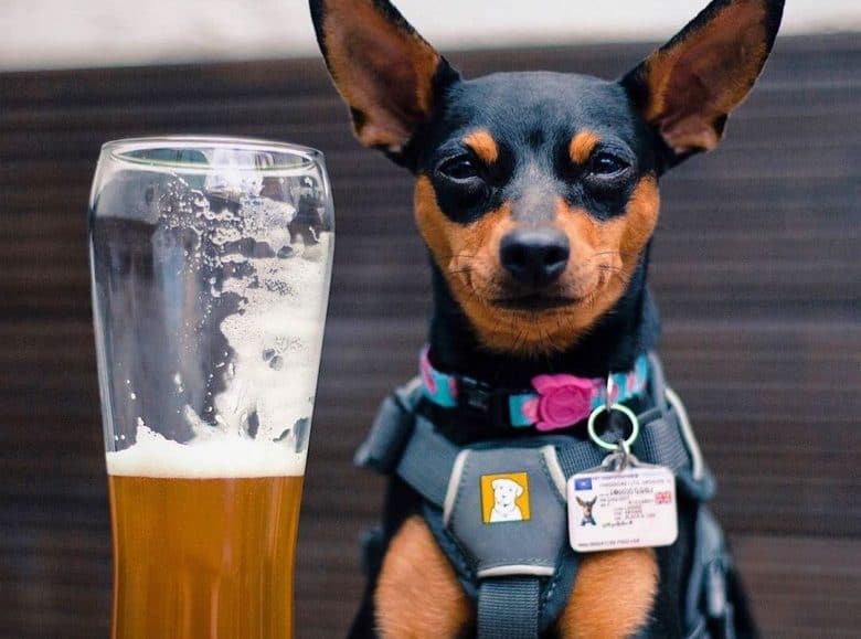 a Mini Pinscher squinting beside a half full beer glass