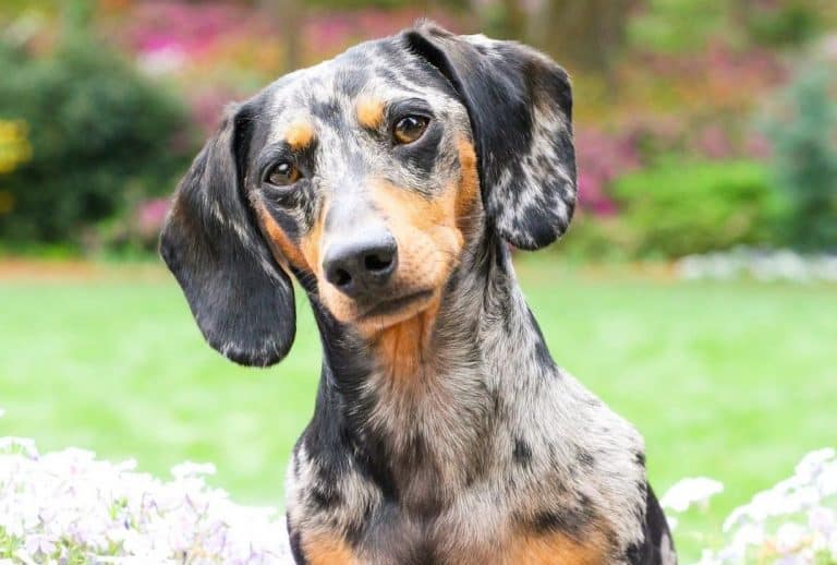 Dachshund Colors The Standard & Rare Doxie Coat Colors K9 