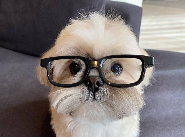 A nerdy Shih Tzu