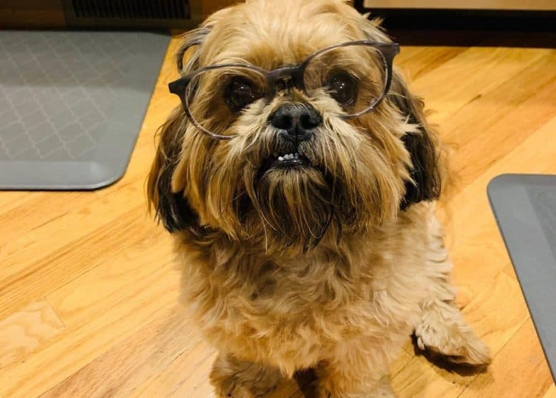 a Shih Tzu sitting on a wooden floor while wearing glasses