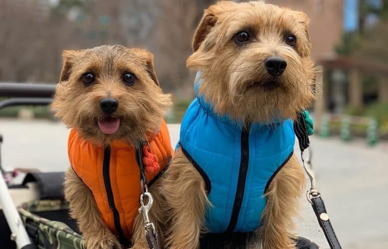 Two Norfolk Terriers wearing cute jackets while riding a stroller