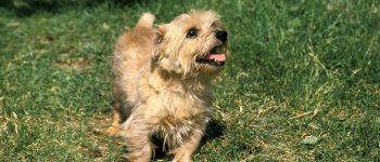 a Norfolk Terrier smiling while standing on a field of grass
