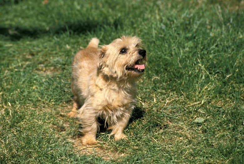 a Norfolk Terrier smiling while standing on a field of grass