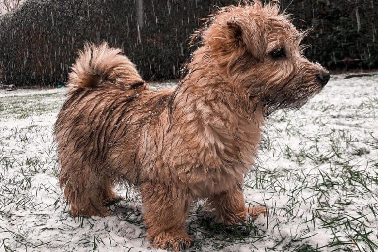 Norfolk Terrier puppy drenched with snow