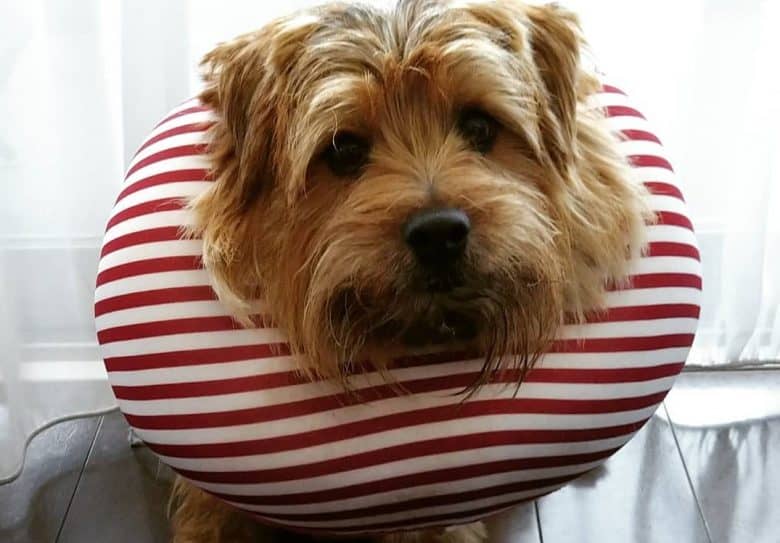 an injured Norfolk Terrier wearing a stripe neck pillow