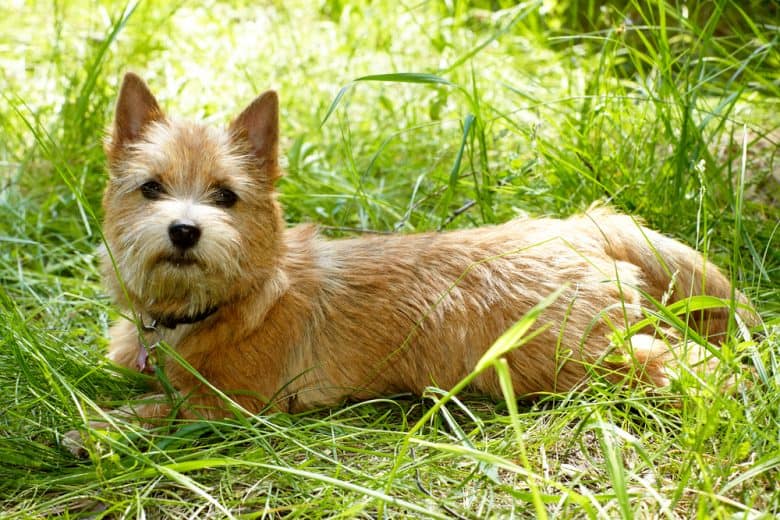 a Norwich Terrier laying on tall grass